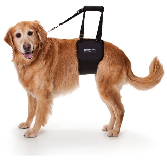 GINGERLEAD Dog Sling Support Harness, LG Female fits Big Dogs Over 65 lbs. Padded Rear Lift with Integrated Leash to Assist Seni