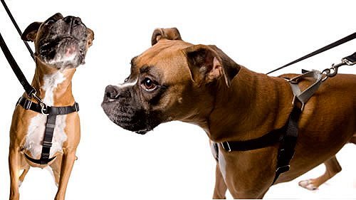 Freedom No-Pull Harness 1' Lg Only Available In 18 Colors- Direct From Inventor (Neon Orange W/Black Loop)