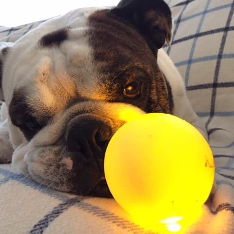 (3 Pack) Spunky Pup Toys Fetch And Glow Jr. Ball, Medium