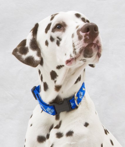 Lupinepet Originals 1' Dapper Dog 12-20' Adjustable Collar For Medium And Larger Dogs