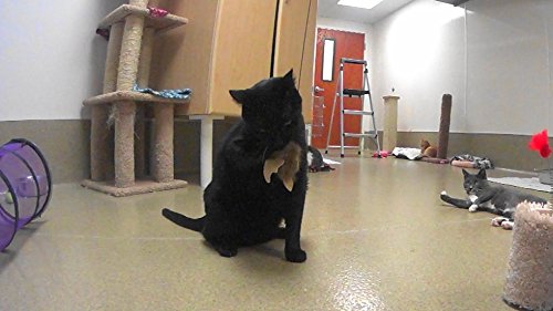 Big Sky Cats Buffalo Bat Refill/Attachment- Fits Wildcat And Popular Bird And Mouse Type Wands/Poles