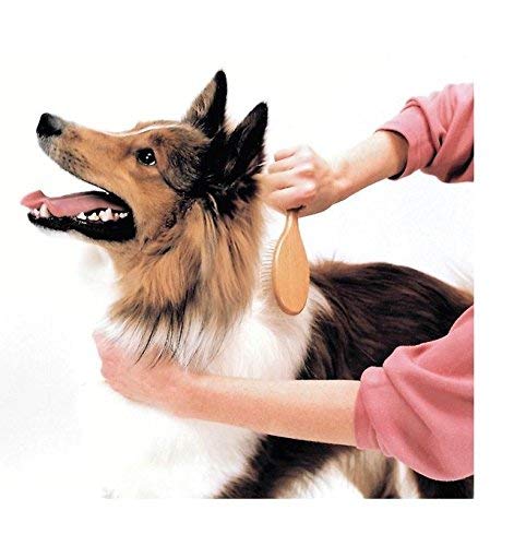 Safari Pet Products Wire Pin Brush Size: Small
