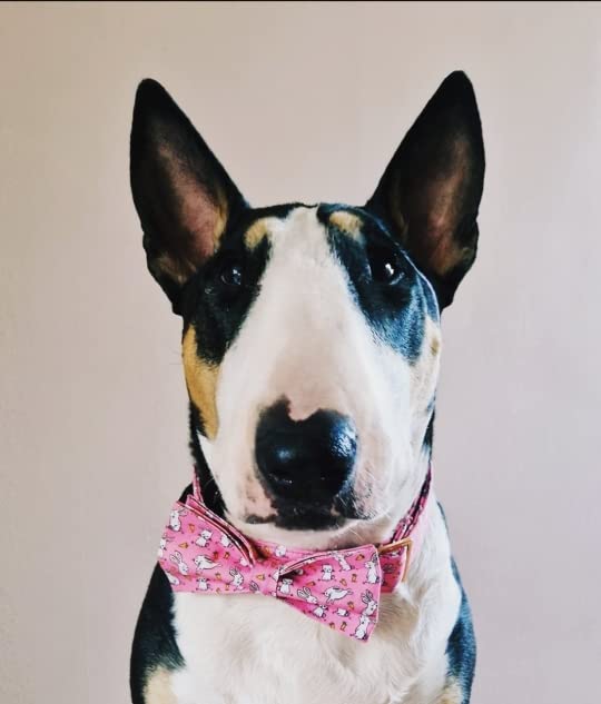 Lionet Paws Easter Dog Collar With Bowtie, Cute Bunny Rabbit Carrot Bowtie Collar With Metal Buckle For Dogs, Adjustable Comfort