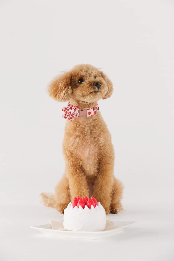 Lionet Paws Dog Collar With Flower - Cute Cotton Adjustable Flower Dog Collar With Metal Buckle For Small Dog Girl Boy Gift, S, Neck 10-16In