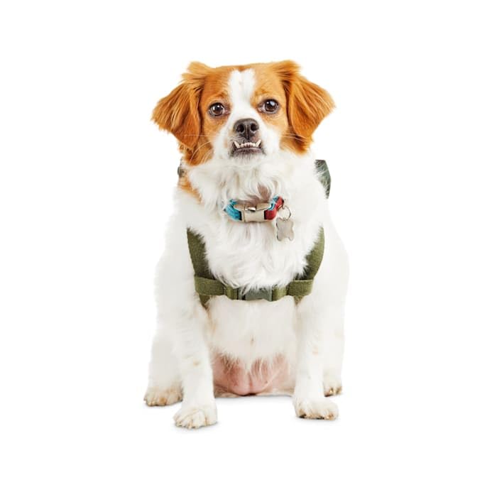 Reddy Camo Canvas Dog Backpack, Small/Medium