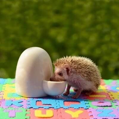 Dahey Drinking Water Feeder Ceramics Slient Bottle Waterer Automatic Small Pets For Hamster Hedgehog Chinchilla Ferret Small Guinea Pig, White, 8Oz