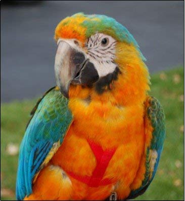 The Aviator Pet Bird Harness And Leash: Large Blue