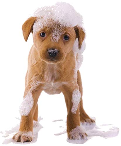 Organic Excellence Mild Dog Shampoo, Great For All Pets: Dogs, Puppies, Cats, Horses, Formulated For Sensitive Skin, Made With A