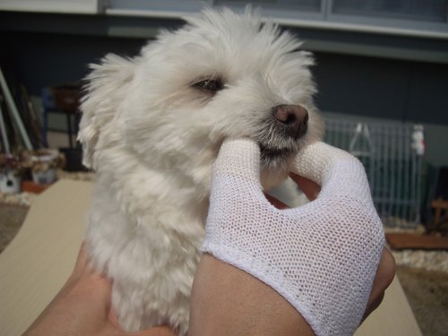 MIND UP Dog Finger Toothbrush, Washable & Reusable Finger Brush for Dog Teeth Cleaning, Pet Dental Care Tool for Small Dogs & Pu