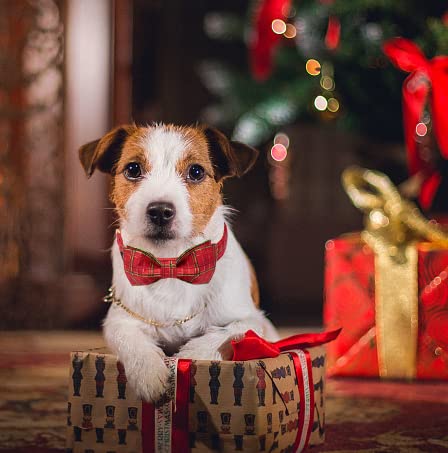 Maca Bates Christmas Dog Collar With Bow Tie & Flower Tie, Dog Bandana For Small Medium Large Dogs,Elk Christmas Tree Winter Dog Collar With Adjustable Metal Buckle
