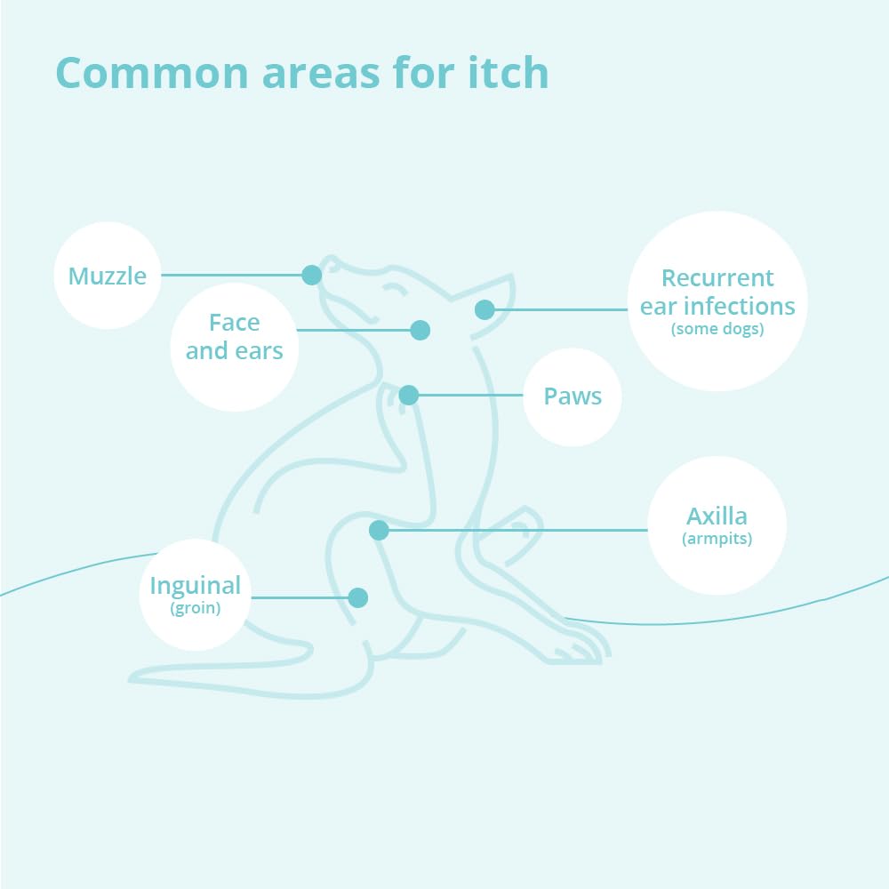 Dermabenss Shampoo For Dogs, Cats And Horses, Gallon
