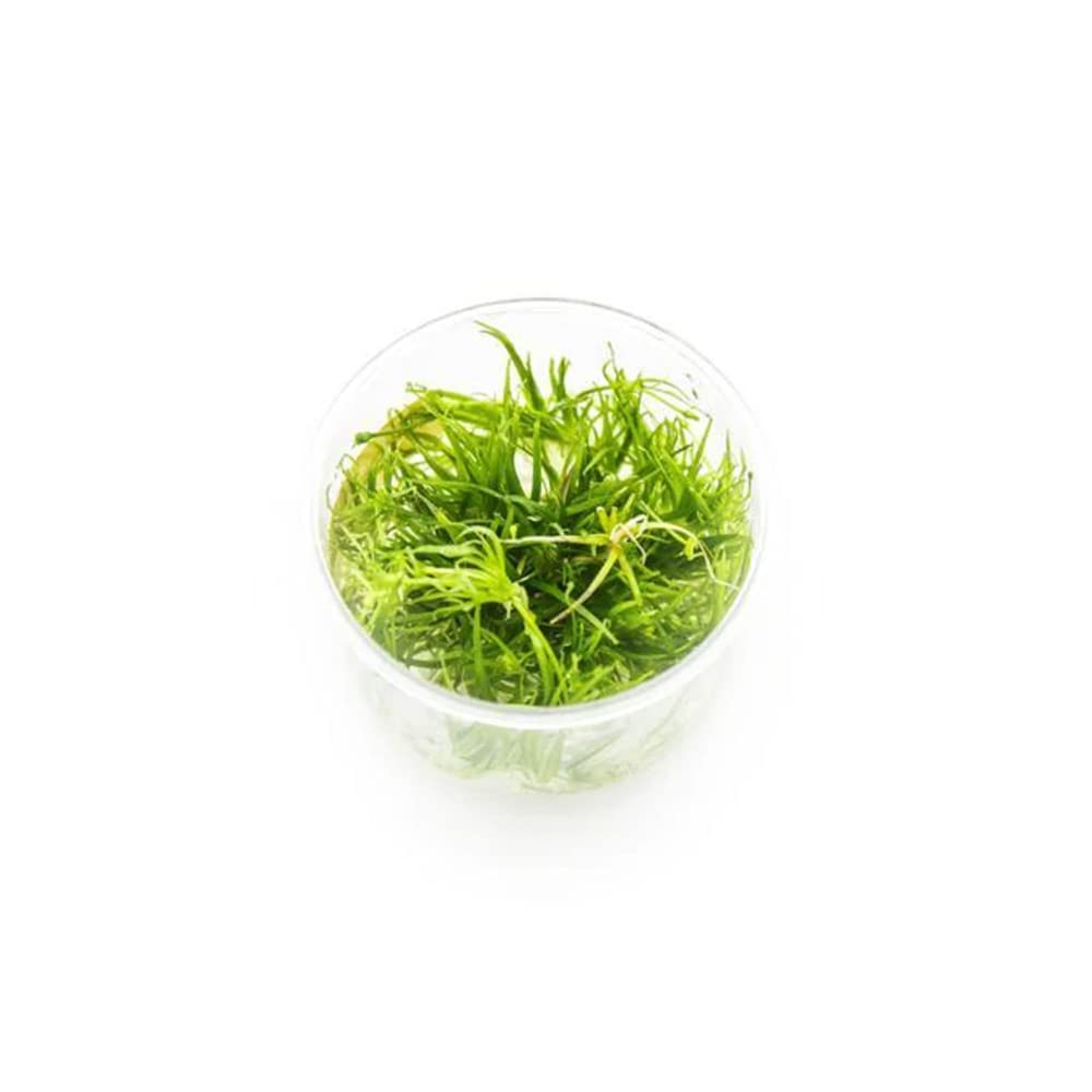 Ultum Nature Systems Echinodorus Helanthium Tenellus Tissue Culture Live Plant for Aquarium, Aquascape, Freshwater Fish Tanks - 