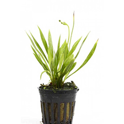 Potted Live Aquarium Plants | Freshwater Aquatic Plants For Aquariums (Potted Narrow Leaf Sword)
