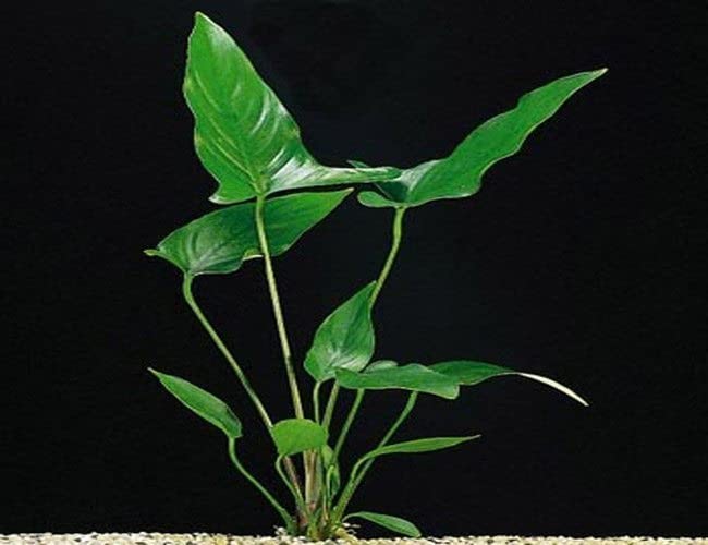 Potted Anubias Plants | Live Freshwater Aquatic Plants For Aquariums And Terrariums - Low Light, Low Maintenance Plants. (Potted Anubias Hastifolia)