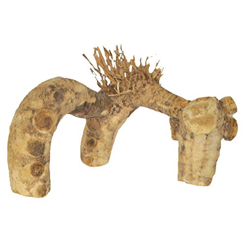 Java Wood Spider Root - Medium