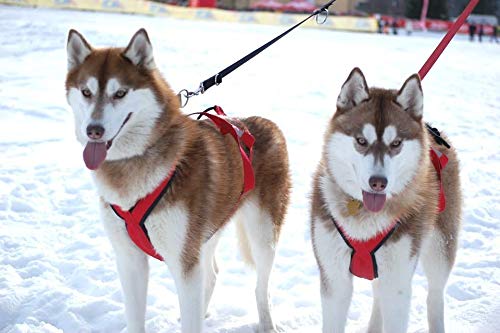 Neewa Sled Pro Harness (Medium, Orange), Dog Pulling Harness, Husky Harness, Mushing Harness, X Back Harness Dog for Dog Exercis