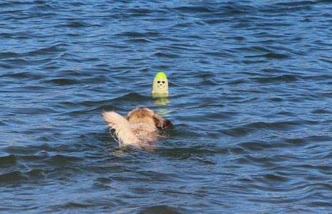 Doog - Chompin Chuck - Latex Fetch Toy