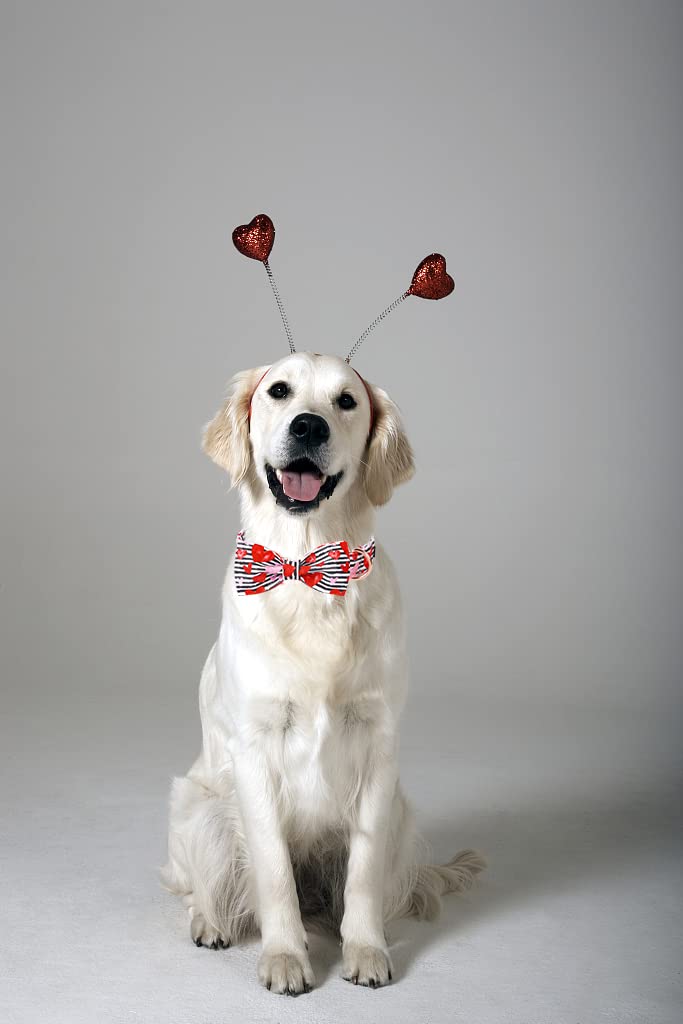 Lionet Paws Valentines Dog Collar With Bowtie, Dog Bowtie Collar With Metal Buckle For Dogs And Cats, Adjustable Comfortable Dog Collar Girl Boy Gift Hearts,Xxs, Neck 7-11 In