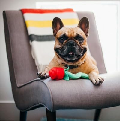 P.L.A.Y. Cute Plush Dog Toys - Puppy Love Valentine'S Day Themed Durable Squeaker Chew Toy, Great For Puppies & Small, Medium, L