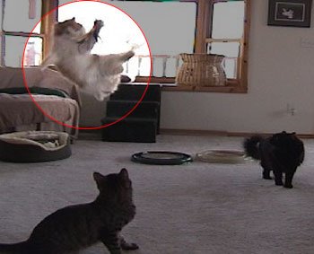 Coolcybercats Da Bird Pull Apart Value Pack (1 Pull Apart Da Bird Pole Cat Toy & 2 Extra Guinea Feather Refills)