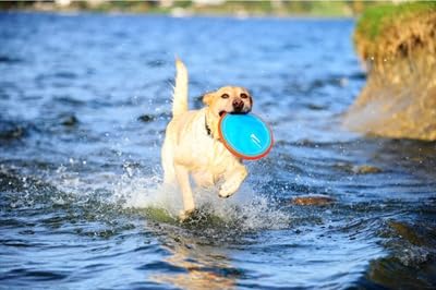 Chuckit! Paraflight Flying Disc Dog Toy - Water Floating Flyer - Durable Nylon Construction With Soft Rubber Edges - For Small And Medium Dogs - Size Small - 6.75' L X 6.75' W - Pack Of 1