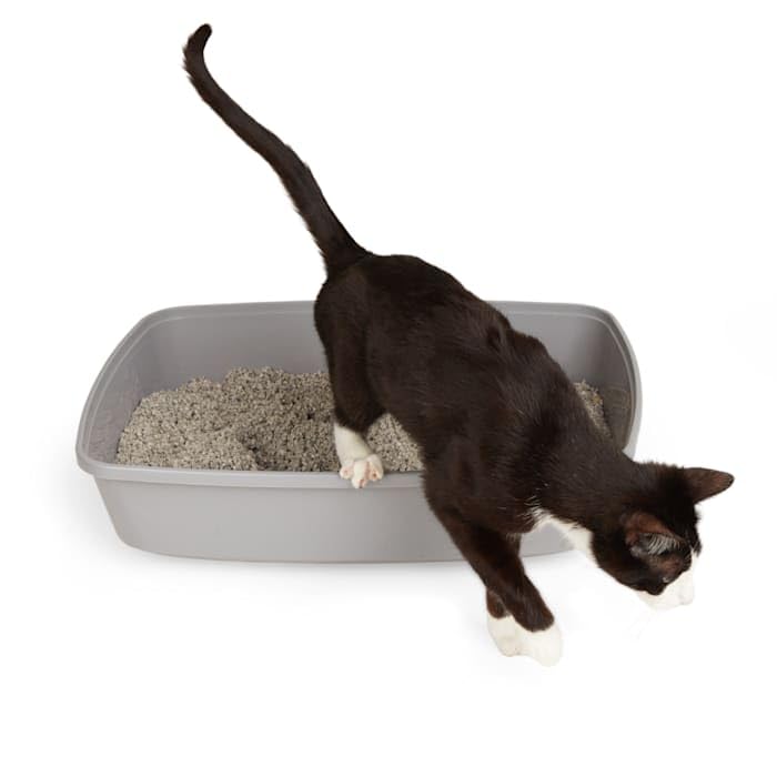 So Phresh Gray Open Cat Litter Box X-Large 22.5' L X 17' W X 5.4' H
