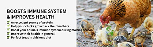 kimoe Non-GMO Bulk Dried Mealworms 10LB Bag for Chickens, Ducks & Wild Birds - 100% Natural High-Protein Feed to Boost Egg Produ