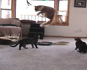 Coolcybercats Da Bird Pull Apart Value Pack (1 Pull Apart Da Bird Pole Cat Toy & 2 Extra Guinea Feather Refills)