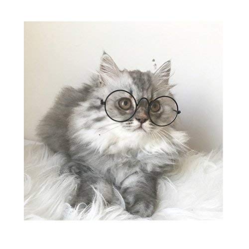Stock Show Funny Cute Dog Cat Retro Fashion Sunglasses Glasses Transparent Eye-Wear Puppy Cat Teacher Bachelor Cosplay Glasses P