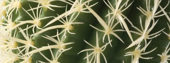 Exo Terra Barrel Cactus Terrarium Plant, Medium