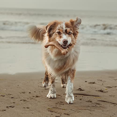 Benebone 2-Pack Wishbone/Dental Durable Dog Chew Toys, Dog Toys For Aggressive Chewers, Real Bacon, Made In Usa, Medium