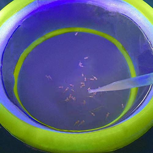 2 Units Aquarium Fish Hatchery Isolation net, Aquarium Fish Breeder Tank Isolation Hatching Net Box, a Large Aperture net and a