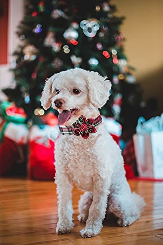 Elegant Little Tail Flower Christmas Dog Collar For Female Or Male Dogs, Gift Pet Collar Adjustable Dog Collars For X-Small Dogs And Cats