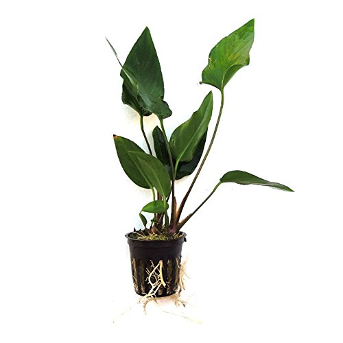 Potted Anubias Plants | Live Freshwater Aquatic Plants For Aquariums And Terrariums - Low Light, Low Maintenance Plants. (Potted Anubias Hastifolia)