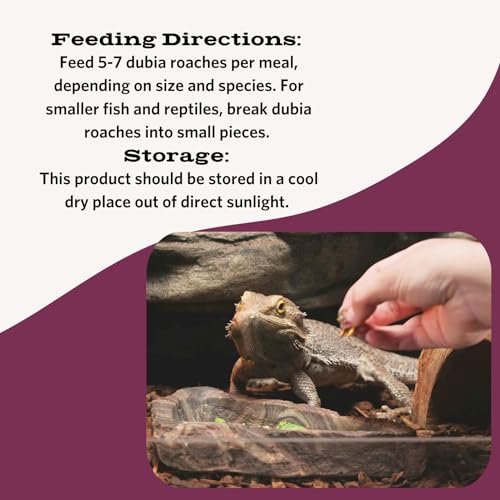 Flukers Freeze Dried Dubia Roaches for Reptiles