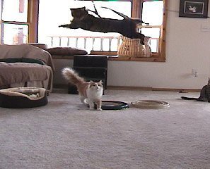 Coolcybercats Da Bird Pull Apart Value Pack (1 Pull Apart Da Bird Pole Cat Toy & 2 Extra Guinea Feather Refills)