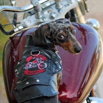 Doggie Design Biker Dawg Motorcycle Dog Jacket (3X-Large, Black)
