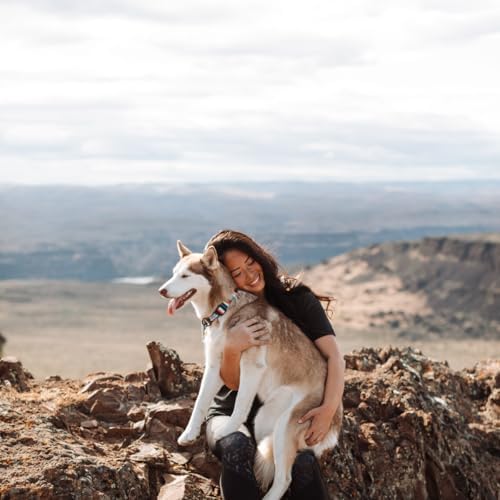 Wolfgang Heavy Duty Martingale Dog Collar With Quick Release Nylon Buckle For Walking & Training, Lostart Print, Medium