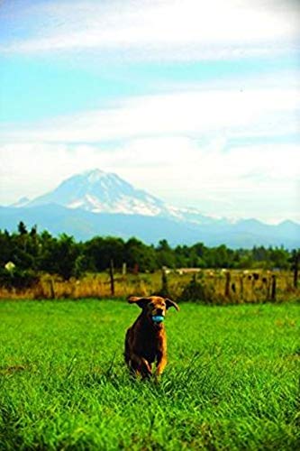 Chuckit! High-Bounce Rubber Fetch Ball, Medium (2.5 Inch), Pack Of 1, Assorted Colors, For Medium Breeds