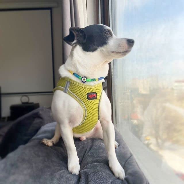 Tailpetz Dog Harness with Breathable Mesh, Reflective, Step-in, No Pull Dog Vest Harness for Small and Medium Dogs and Cats, Oli