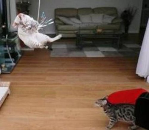 Gocat Da Bird Cat Toy Refill Accessories, Handmade In The Usa, Sparkler