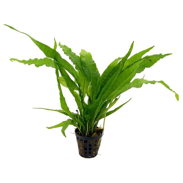 Potted Microsorum Plants - Java Fern | Live Freshwater Aquatic Plants for Aquariums and Terrariums - Low Light, Low Maintenance 