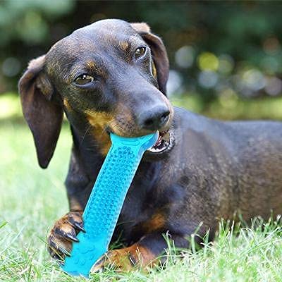 Rvpaws NonToxic Rubber Dog Chew Toy Puppy/Dog Teething Toy Medium Size (Soft Interactive Jelly Bone Toy)