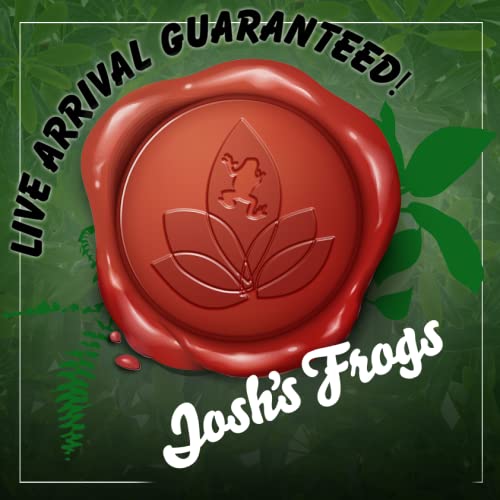 Joshs Frogs Temperate Springtail (Collembola) 8 oz Culture
