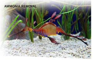 Ammosorb Natural Aquarium Ammonia Removal Deco Rocks: 50 Lb.
