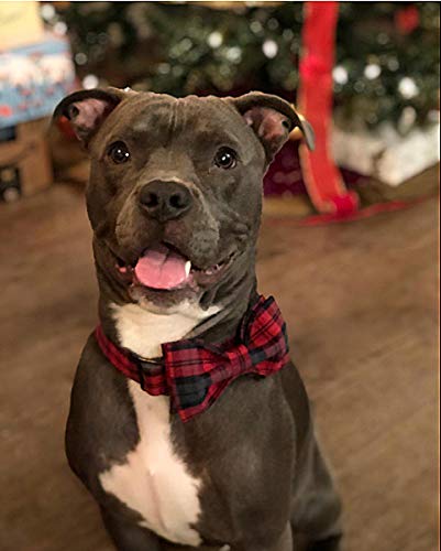 Elegant little tail Dog Collar with Bow, Cotton & Webbing, Bowtie Dog Collar, Adjustable Dog Collars for Small Medium Large Dogs