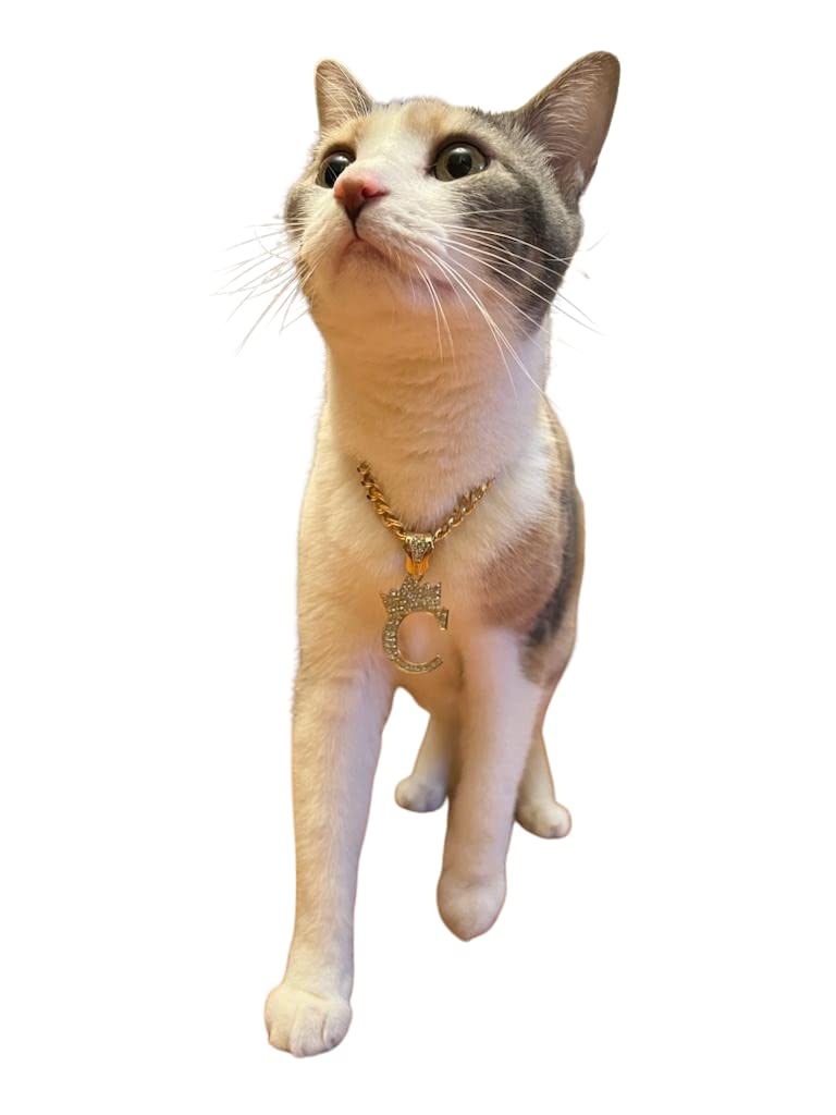 Initial Letter Cuban Chain Dog Chain Pet Chain Pet, Cat, Puppy Necklace (W, 28'')