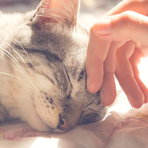 Cat House - Indoor Bed With Removable Foam Cushion - Cat Cave For Puppies, Rabbits, Guinea Pigs, And Other Small Animals By Petm