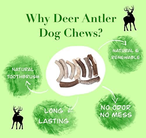 Deer Valley Chews Premium Deer Antler for Dogs - Large 6-7 Inches Long, Single Antler - All Natural Dental Treat for Teething an