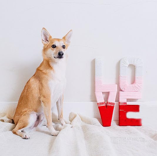 Lionet Paws Valentine'S Dog Collar, Cute Pink Heart Dog Collar For Large Dogs, Adjustable Cotton Love Pet Collars For Large Dogs